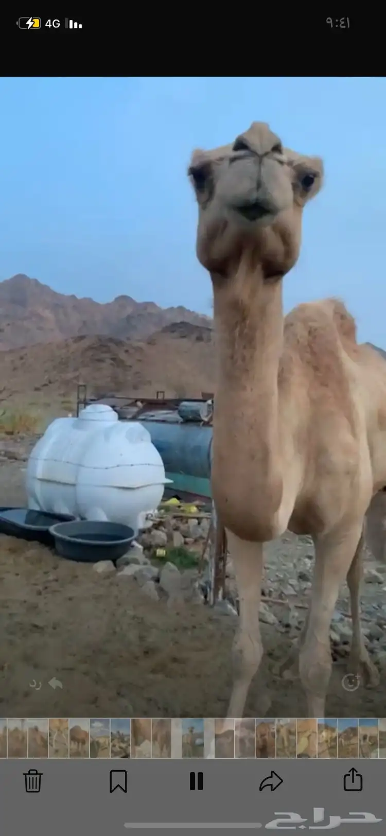 فاطر لقحه 5 شهور 0