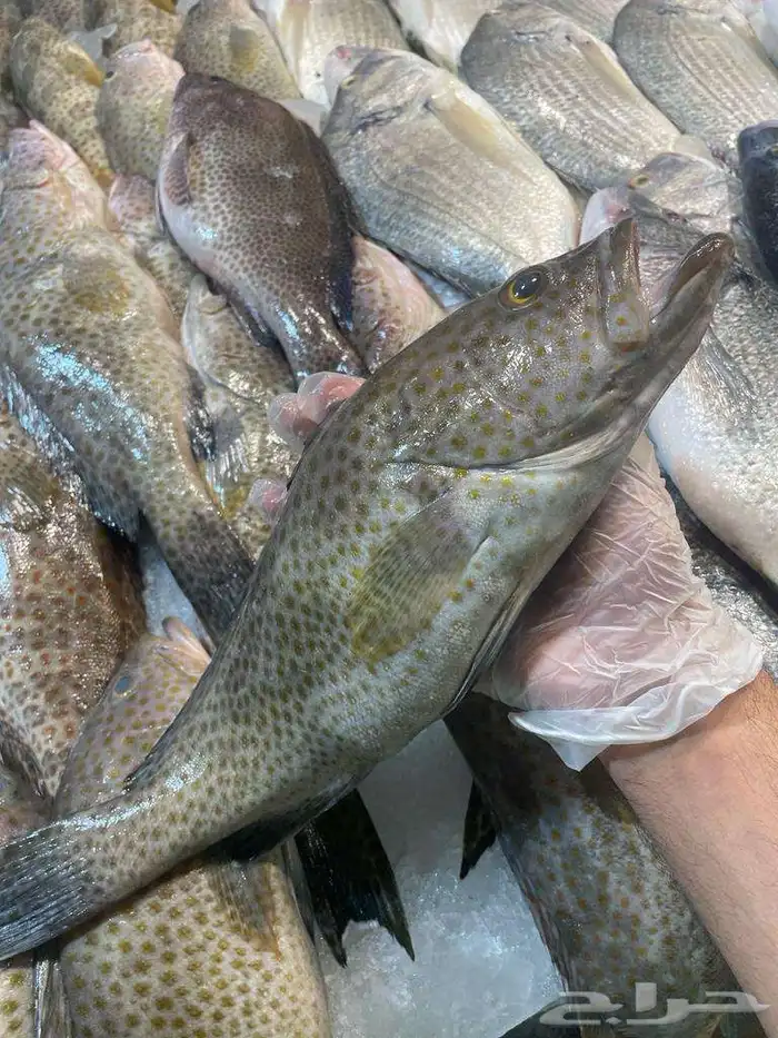 للبيع سمك وروبيان 8