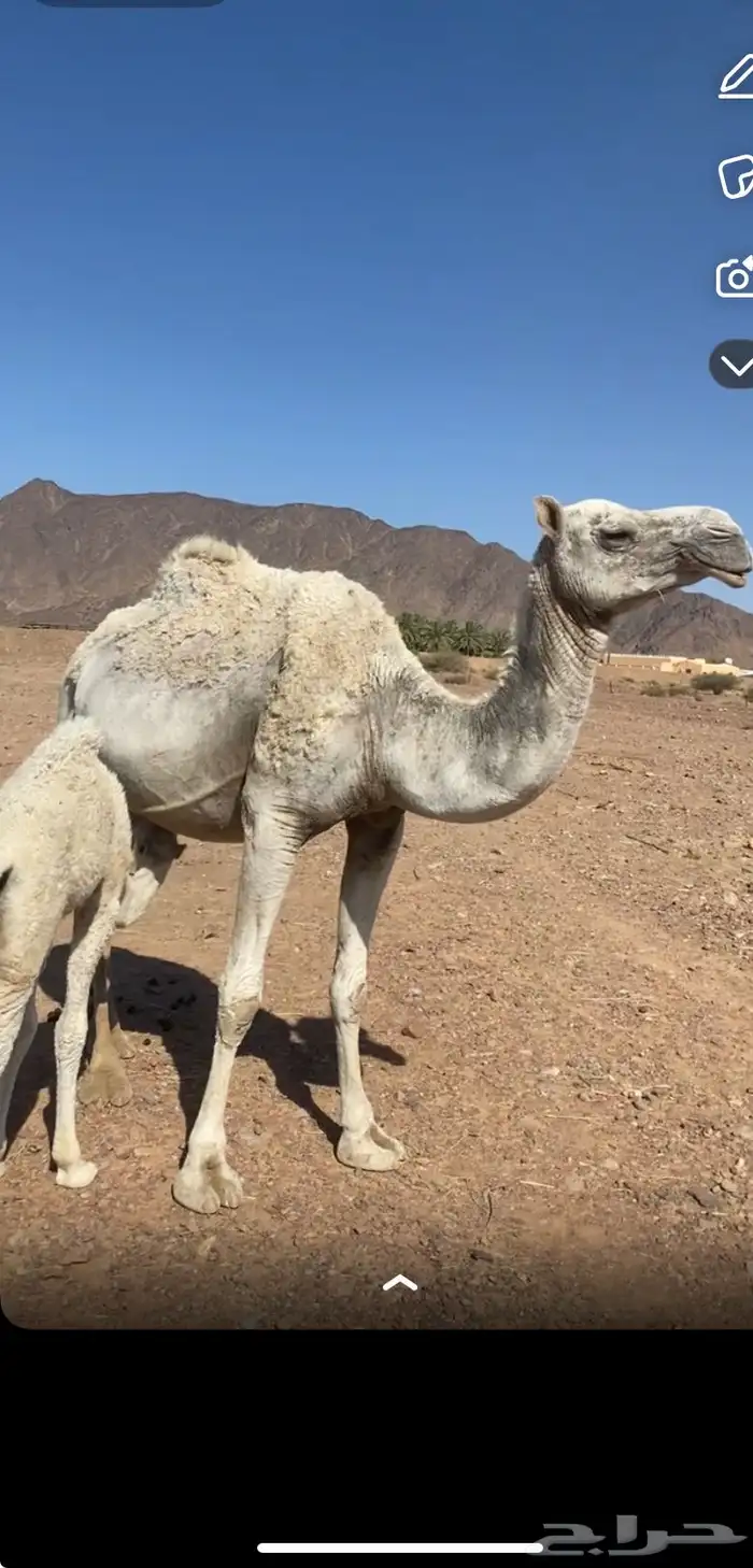 خلفه للبيع 0