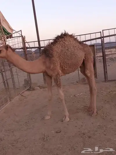 قعود 0
