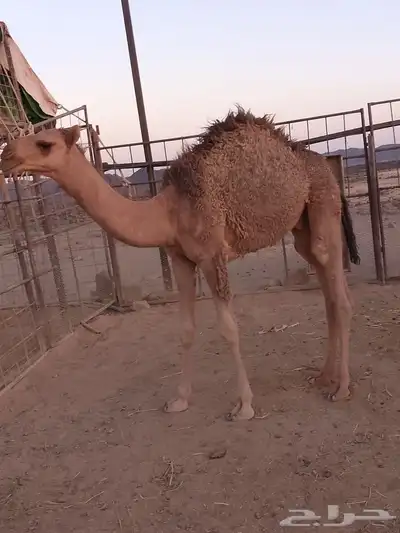 قعود 1