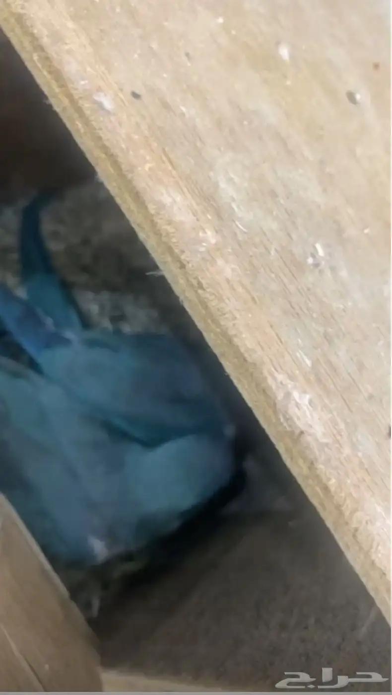 كويكر 0