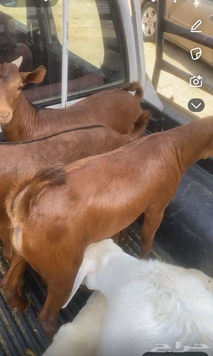 تيوس فل شحم 3