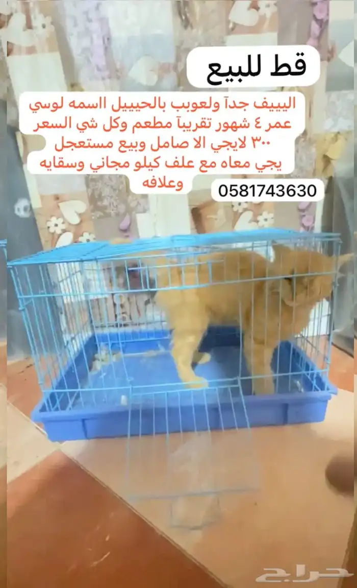 قطط حيوانات اليفة سمك طيور 0