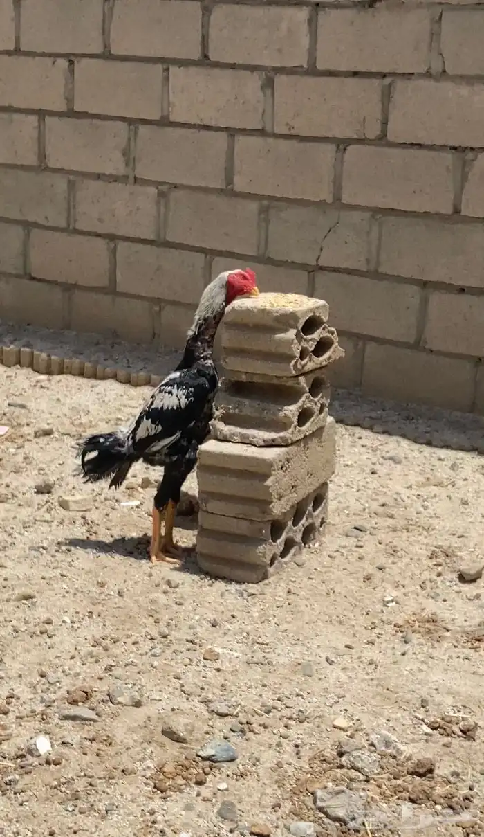 دجاج شامو ياباني ياباني 8