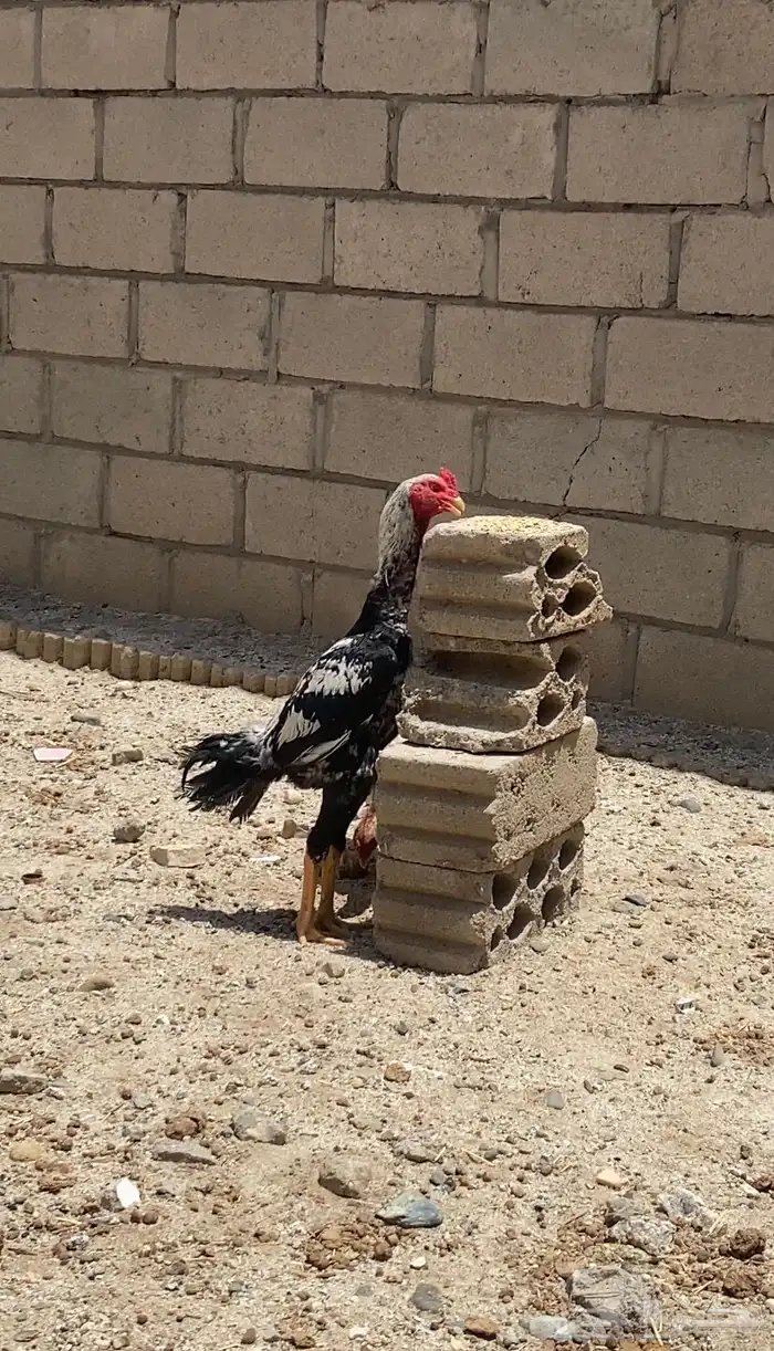 دجاج شامو ياباني ياباني 7