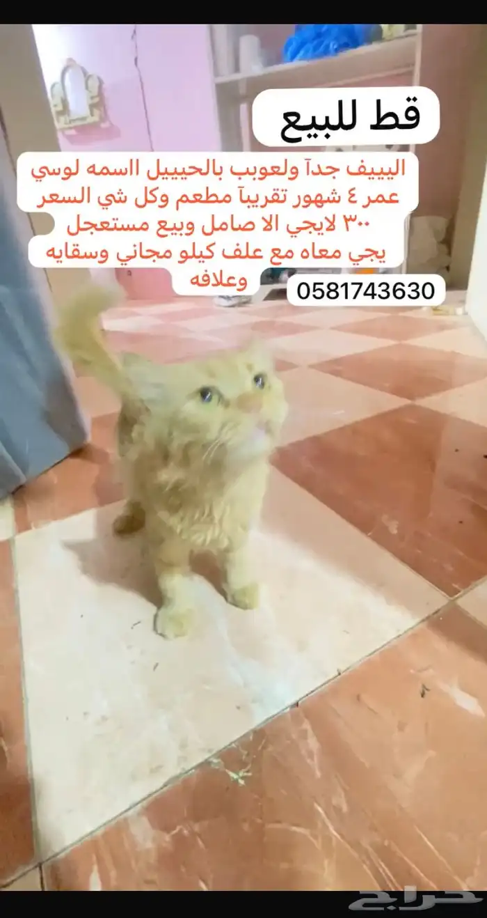 قطط حيوانات اليفة سمك طيور 2