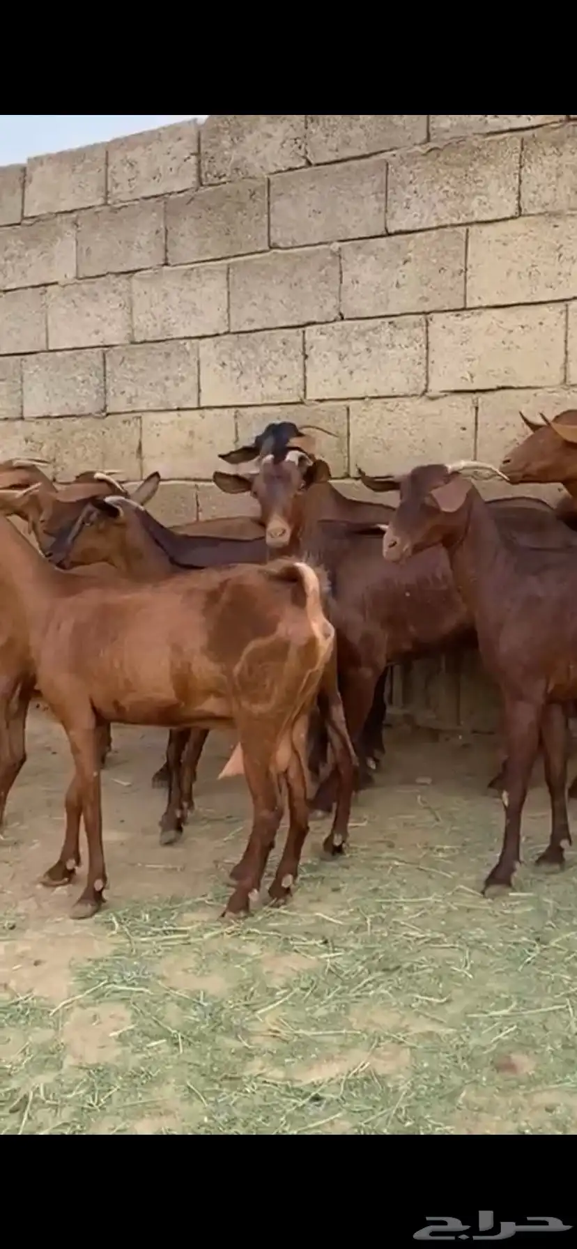 ماعز جنوبي 1