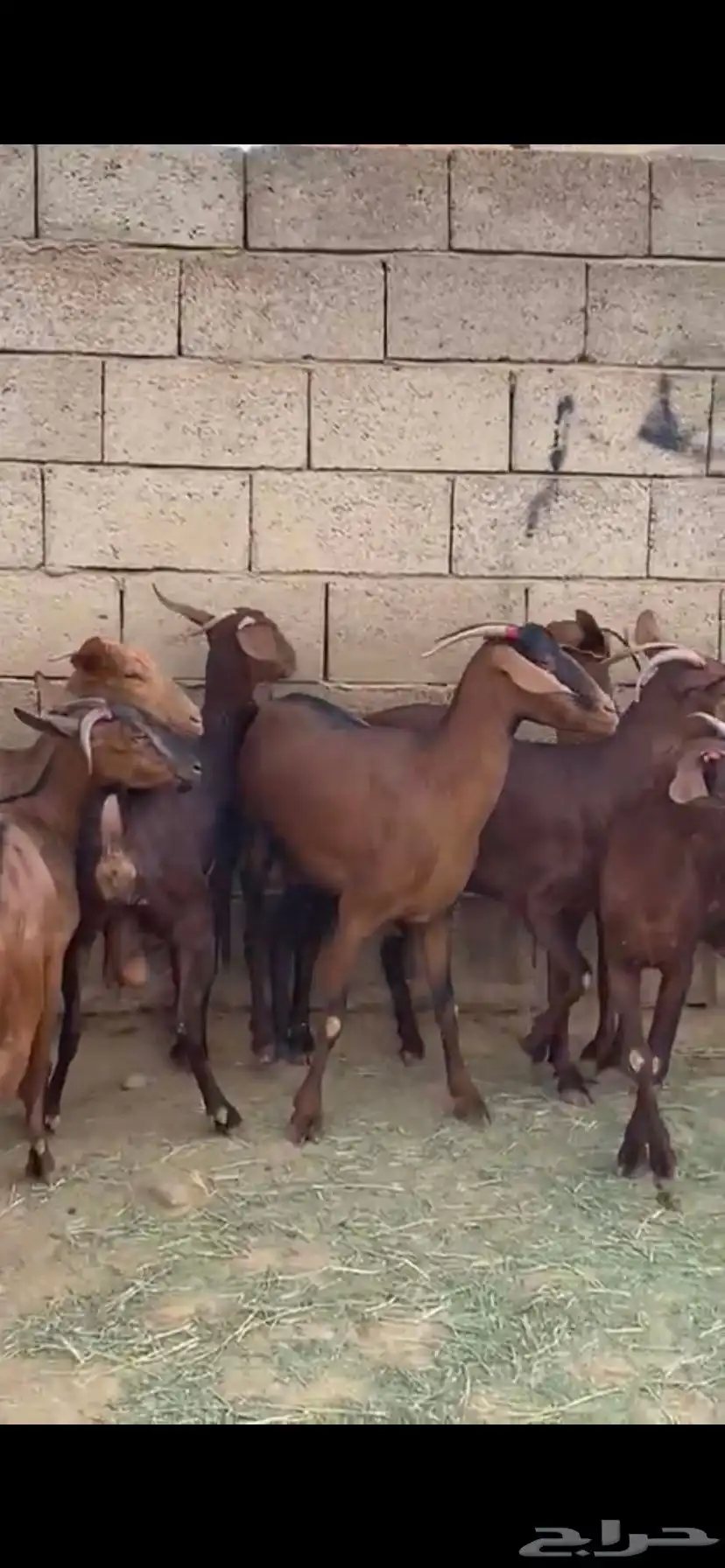ماعز جنوبي 5