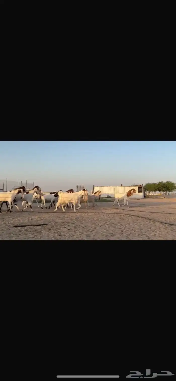 للبيع مشاريك فاخره خصم 1