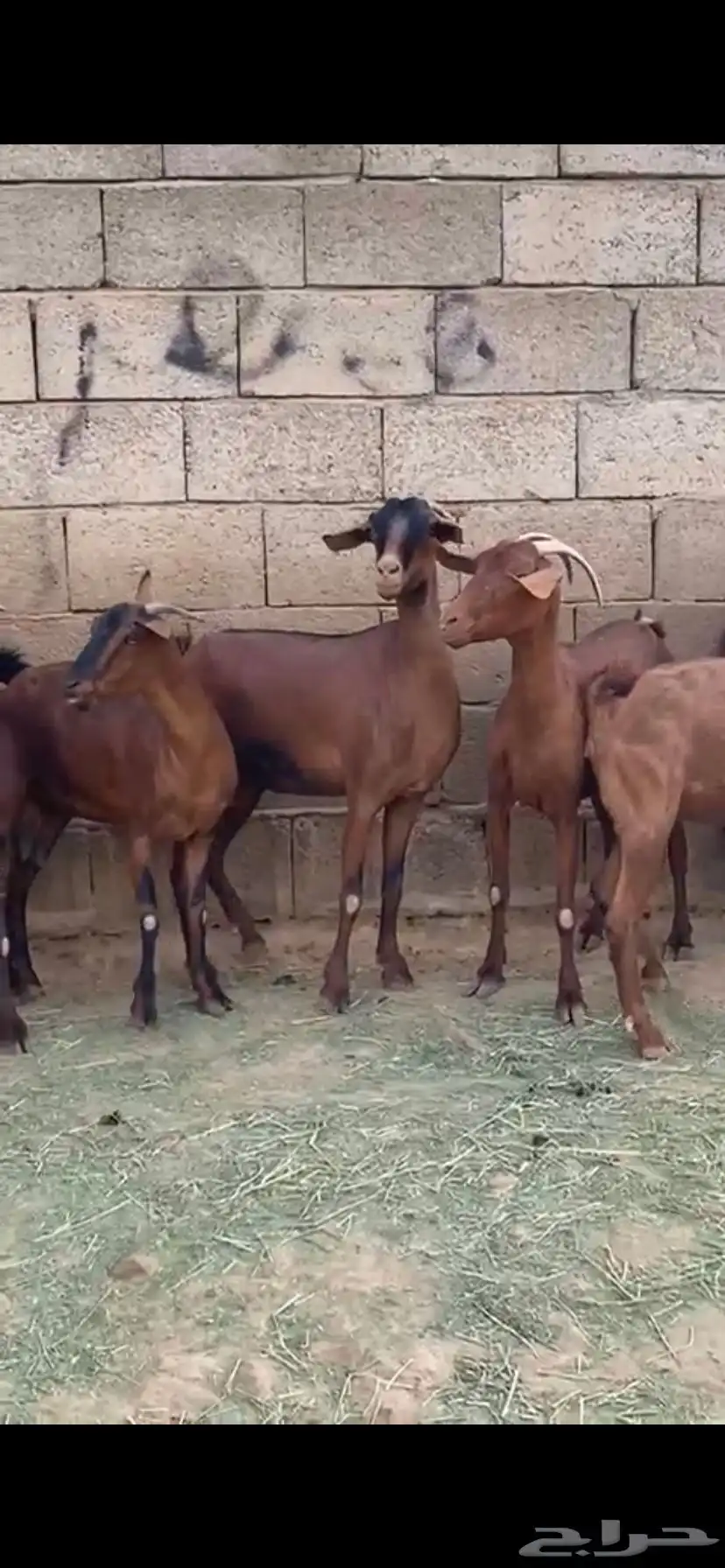 ماعز جنوبي 6