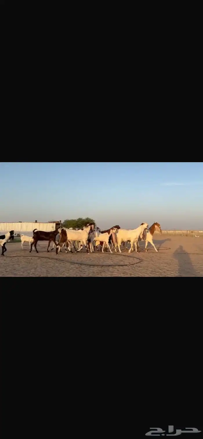 للبيع مشاريك فاخره خصم 6
