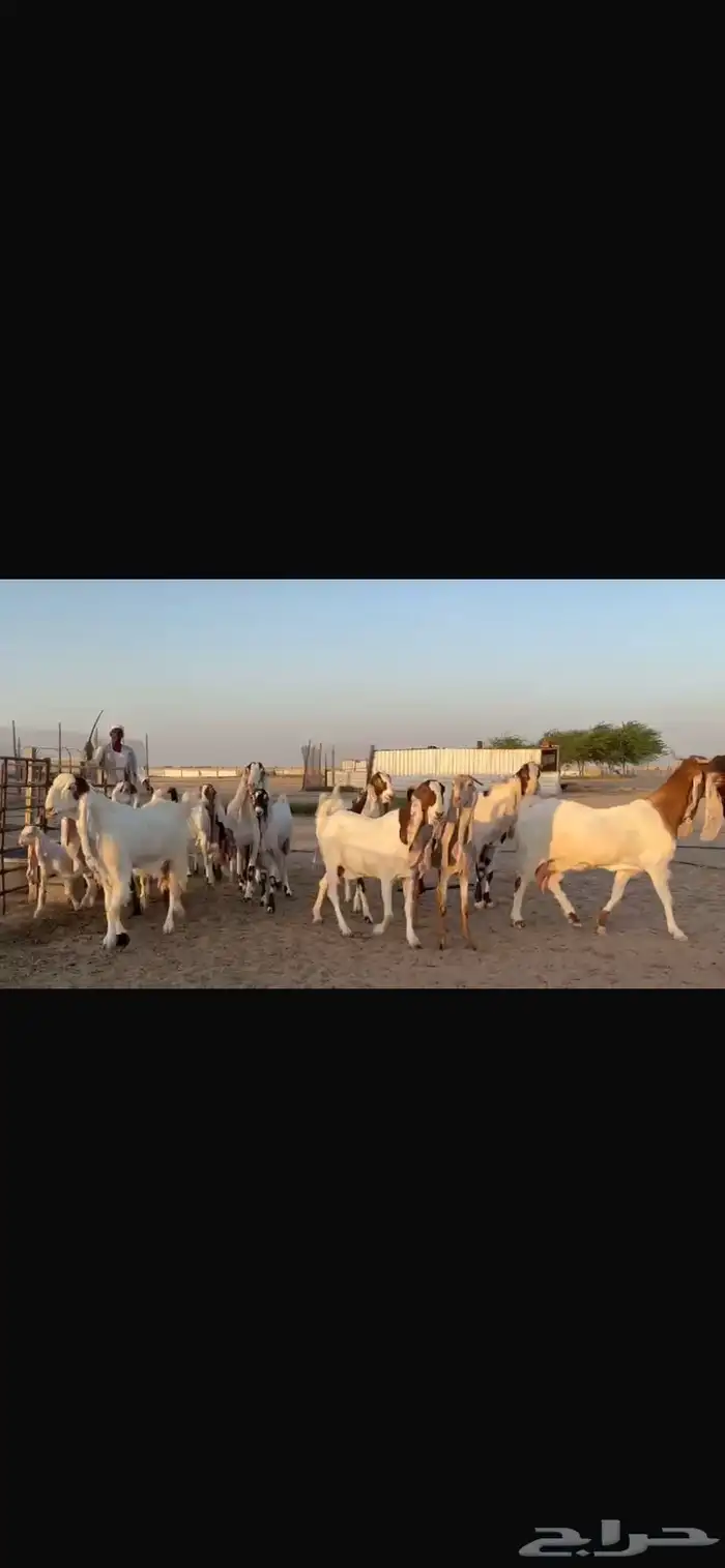للبيع مشاريك فاخره خصم 22