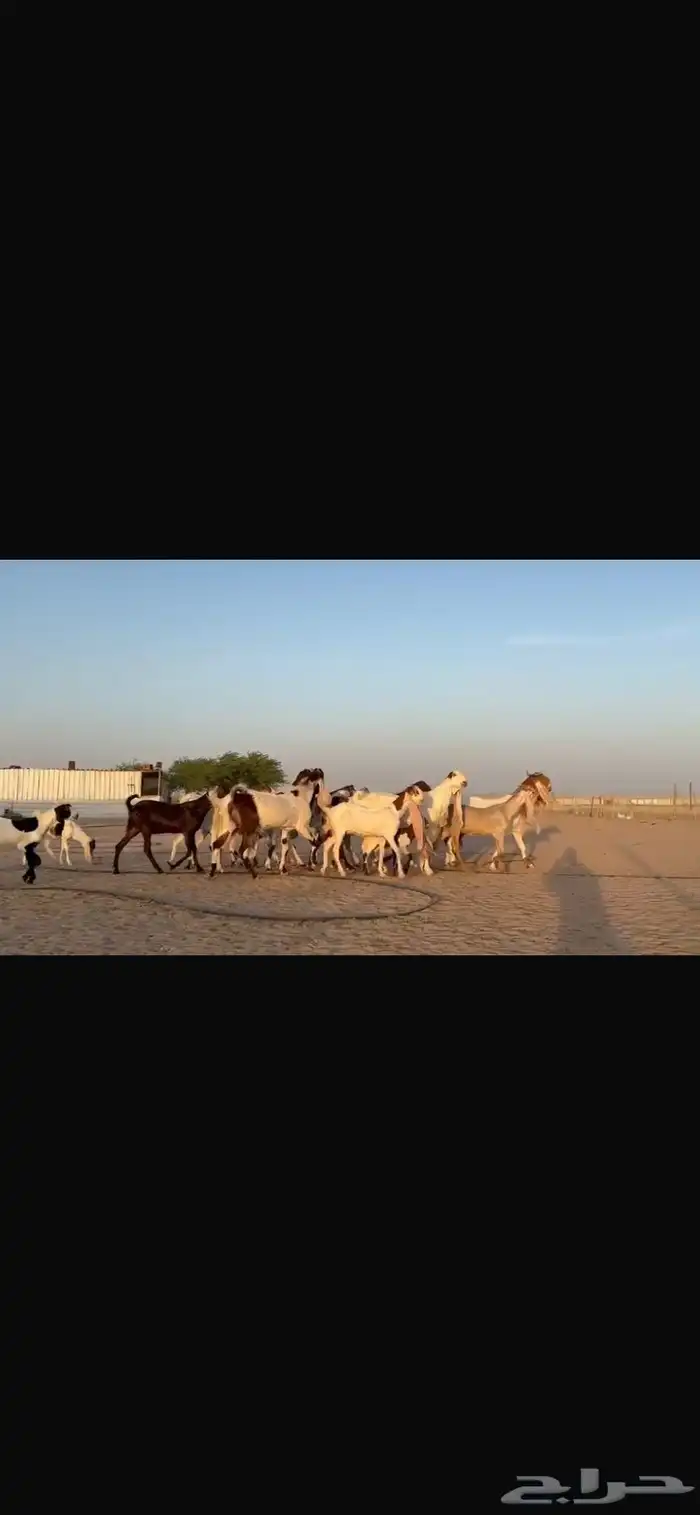 للبيع مشاريك فاخره خصم 5