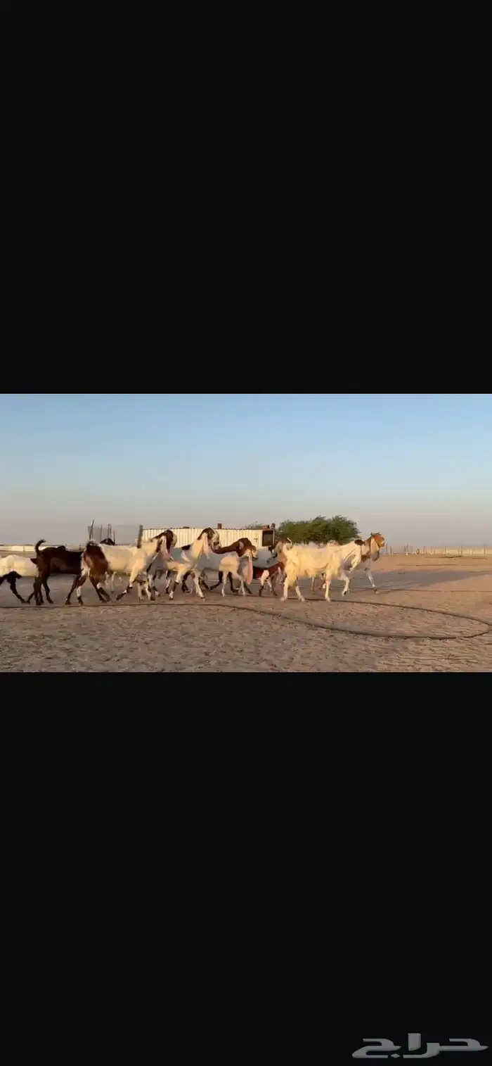 للبيع مشاريك فاخره خصم 2