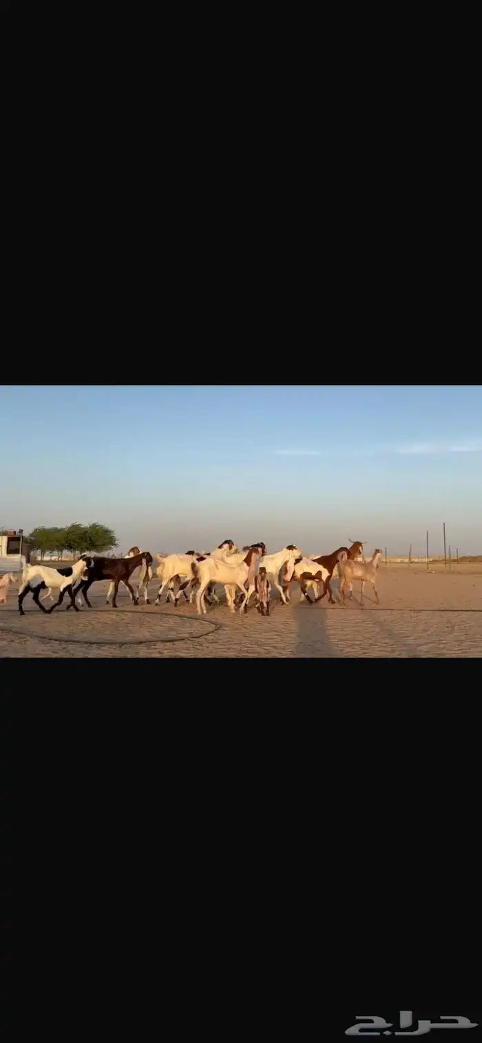 للبيع مشاريك فاخره خصم 7