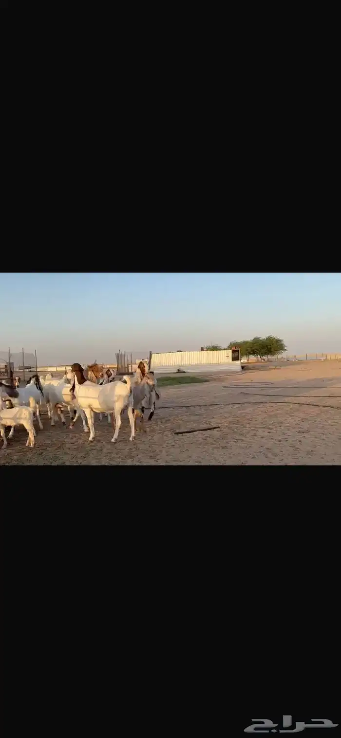 للبيع مشاريك فاخره خصم 25