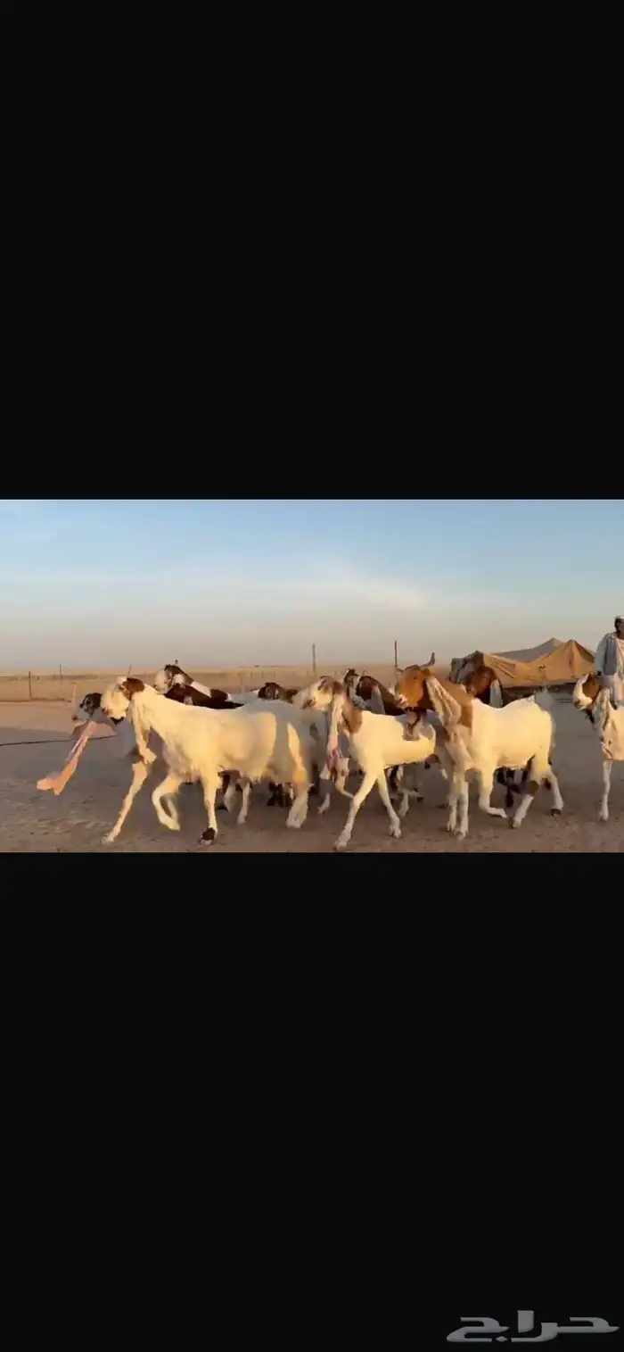 للبيع مشاريك فاخره خصم 17