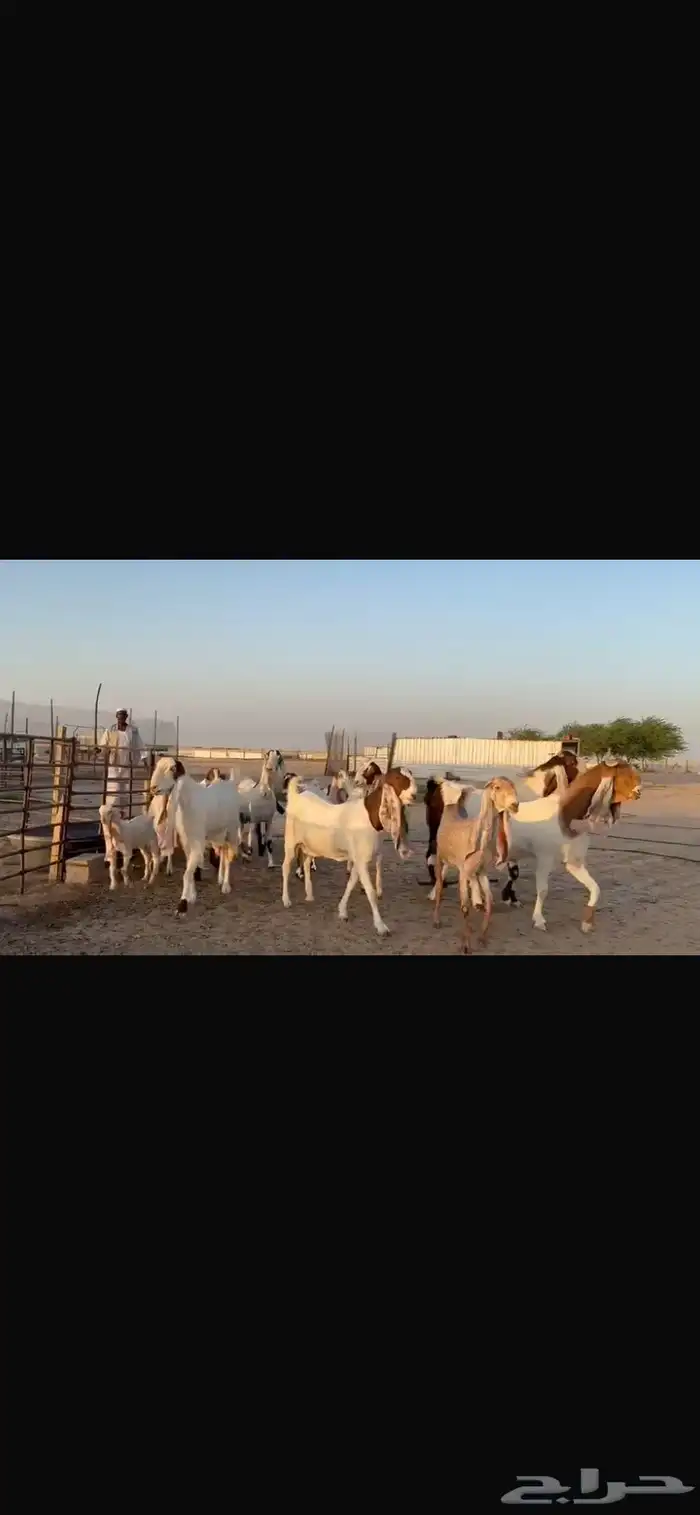 للبيع مشاريك فاخره خصم 21