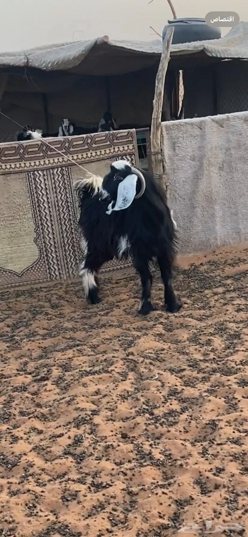 تيس للبيع 0