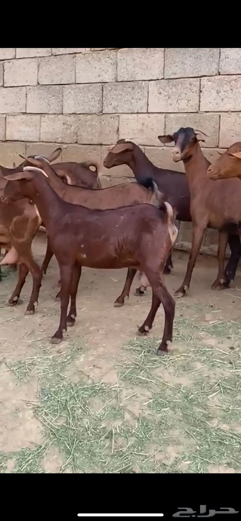 ماعز جنوبي 2