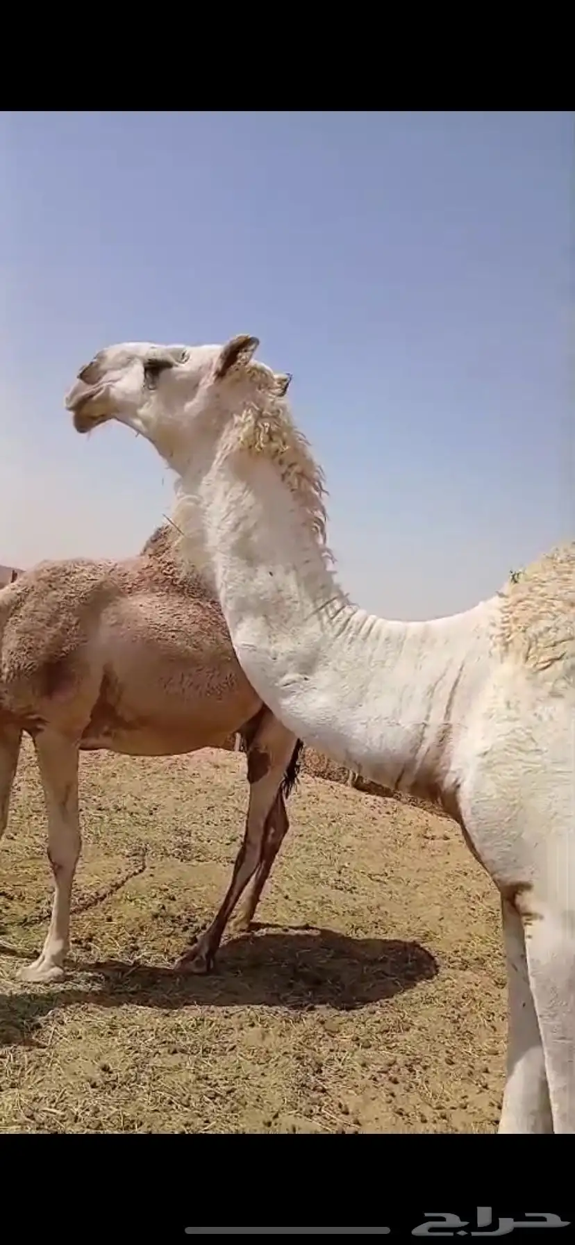 بكره لقيه 1