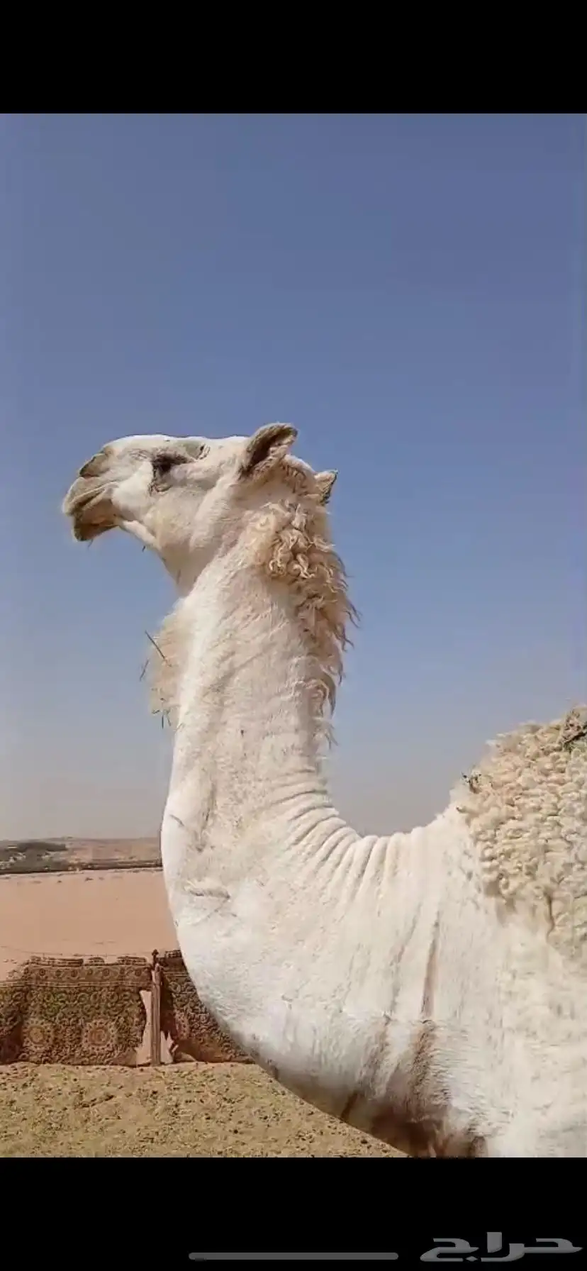 بكره لقيه 0