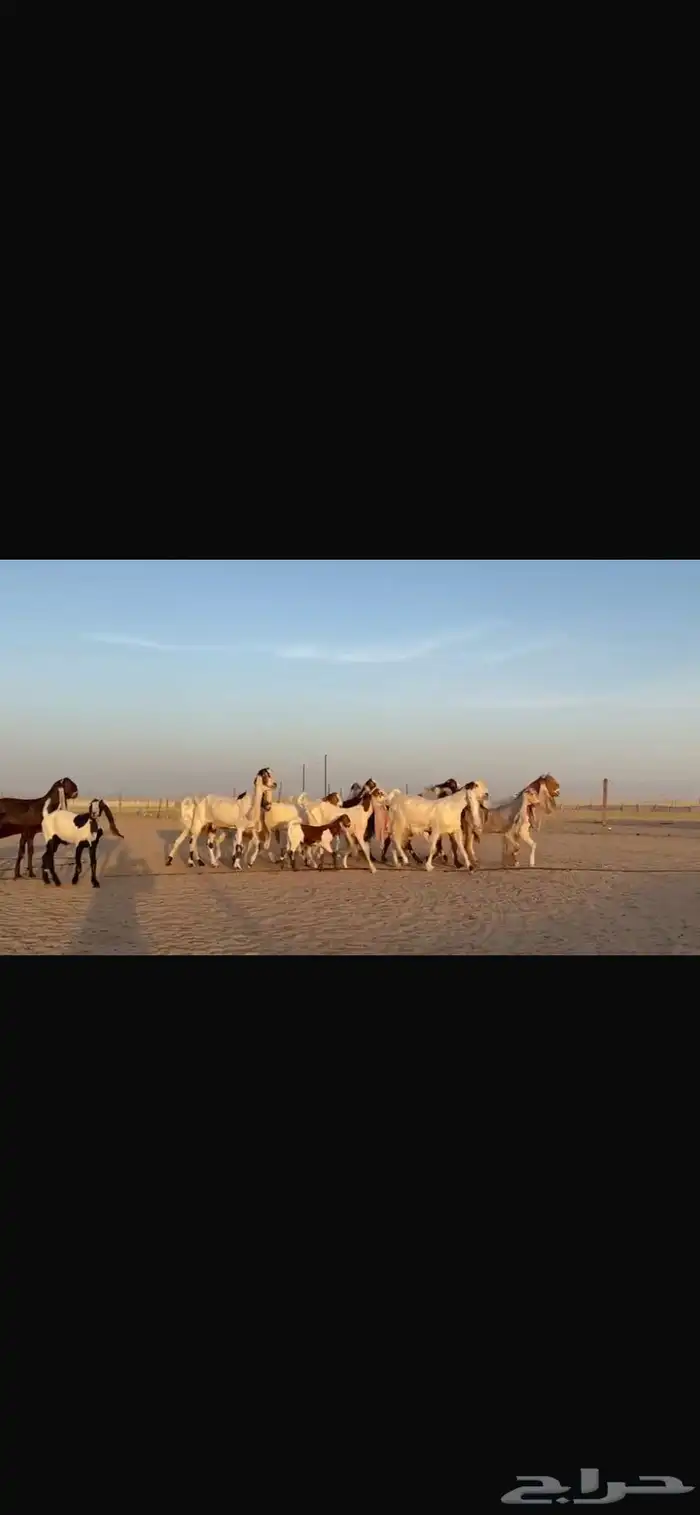 للبيع مشاريك فاخره خصم 11