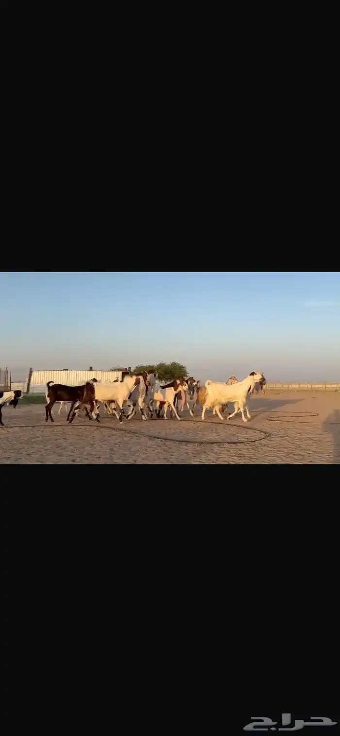 للبيع مشاريك فاخره خصم 4