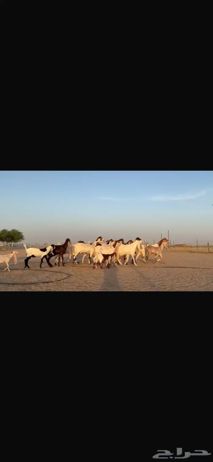 للبيع مشاريك فاخره خصم 8