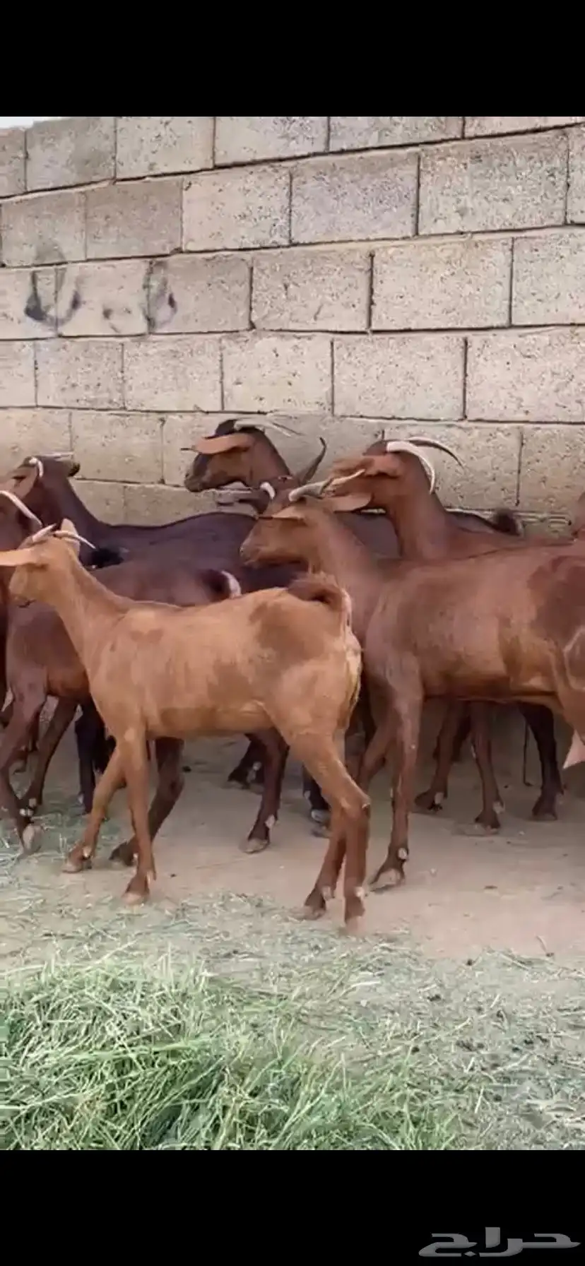 ماعز جنوبي 0