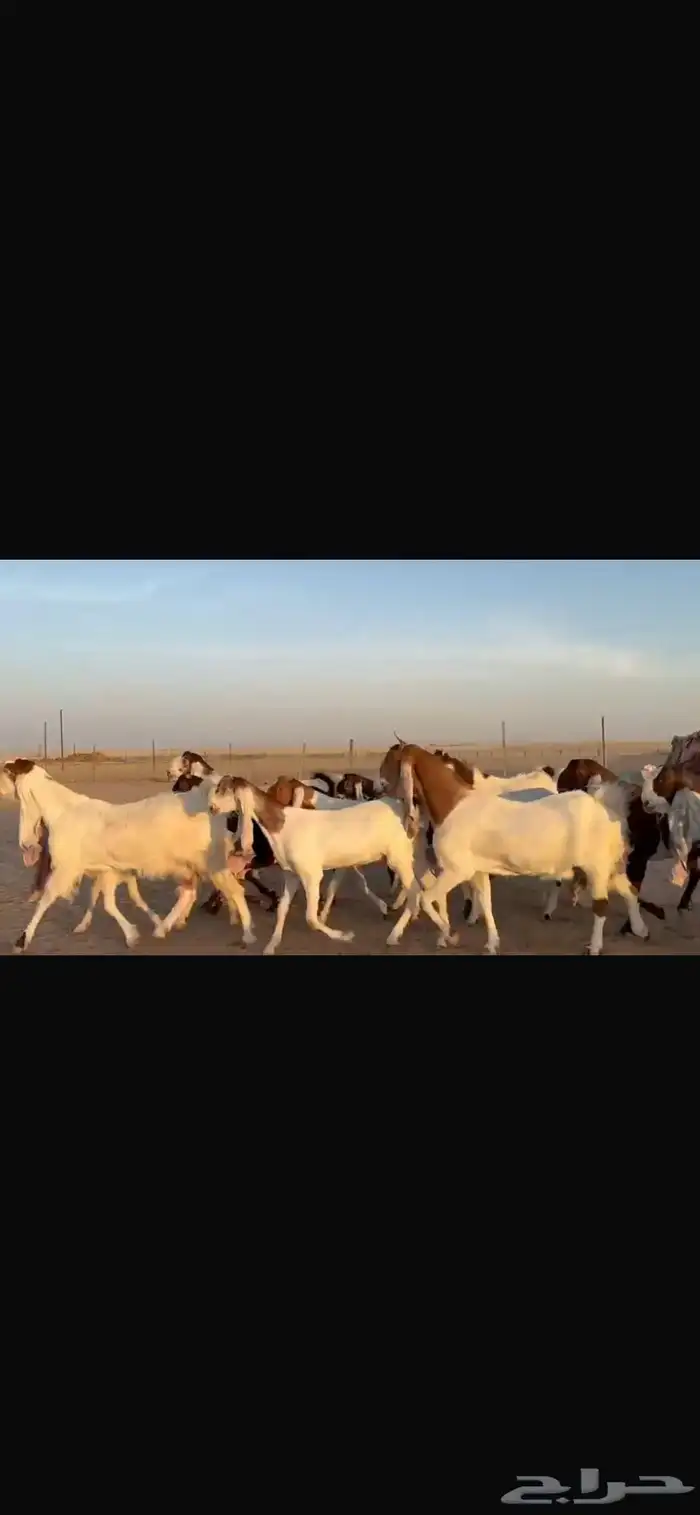 للبيع مشاريك فاخره خصم 14