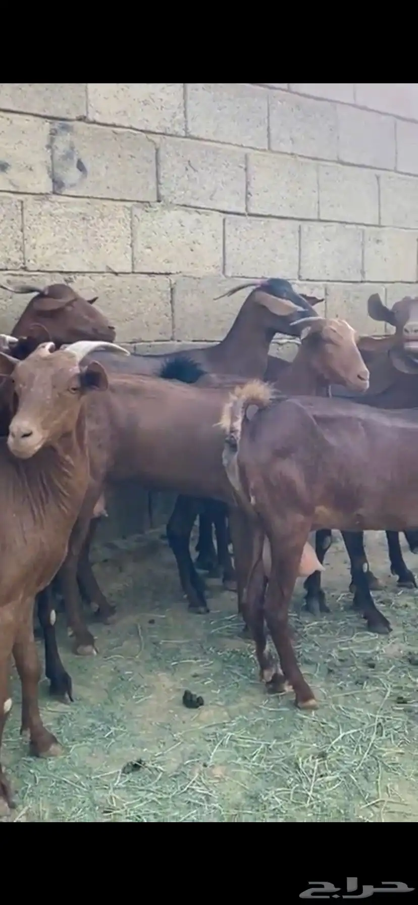 ماعز جنوبي 7