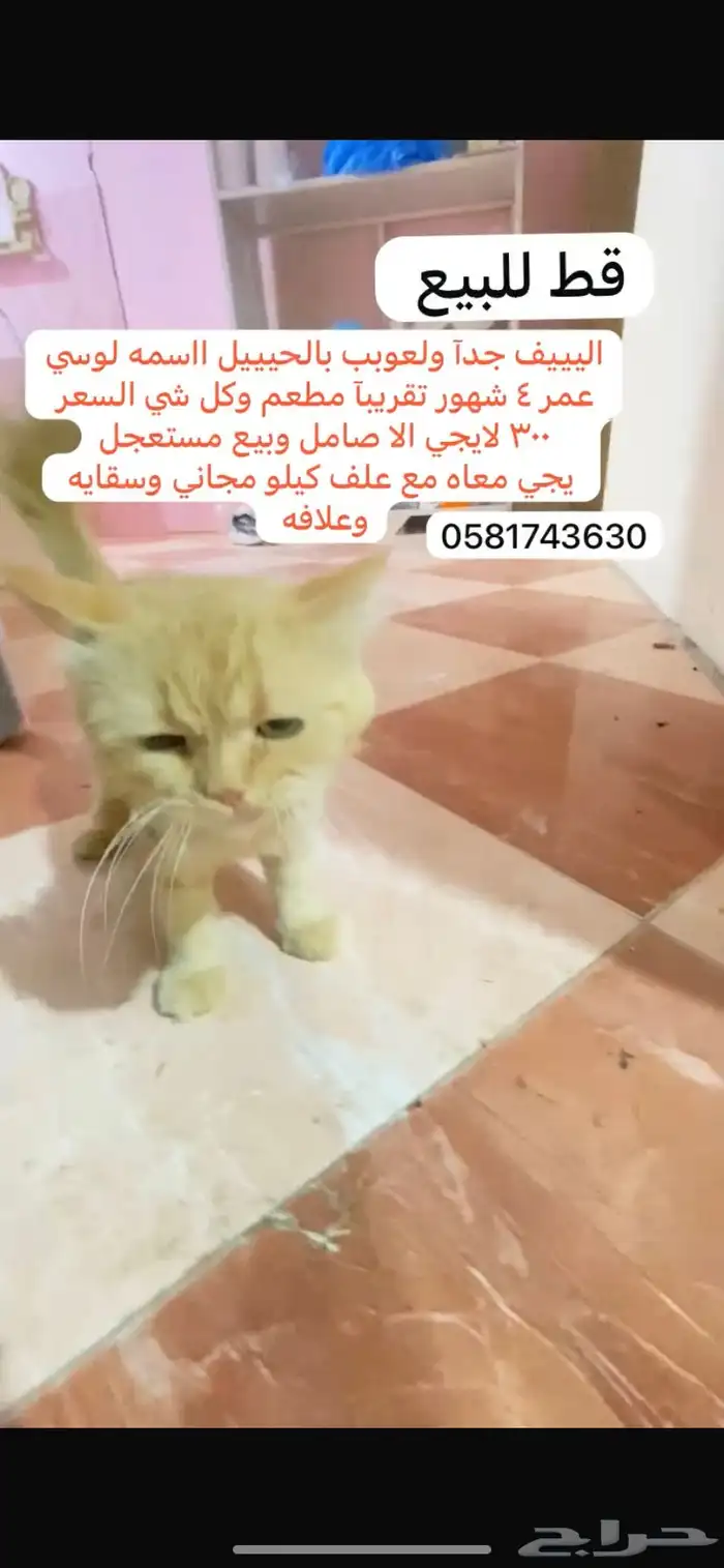 قطط حيوانات اليفة سمك طيور 1