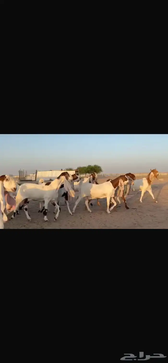 للبيع مشاريك فاخره خصم 19