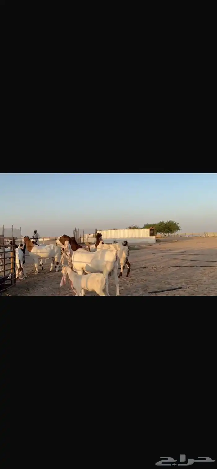 للبيع مشاريك فاخره خصم 26