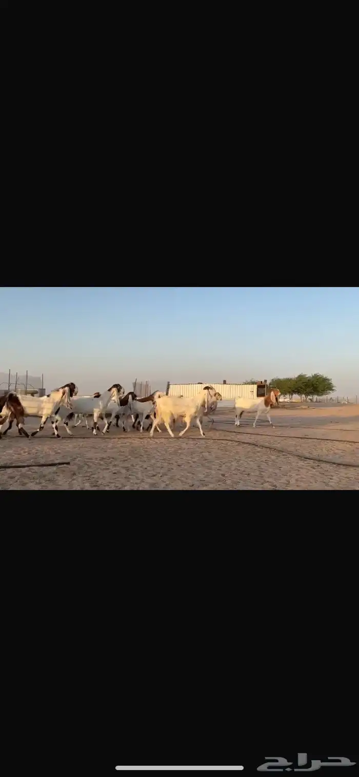 للبيع مشاريك فاخره خصم 0