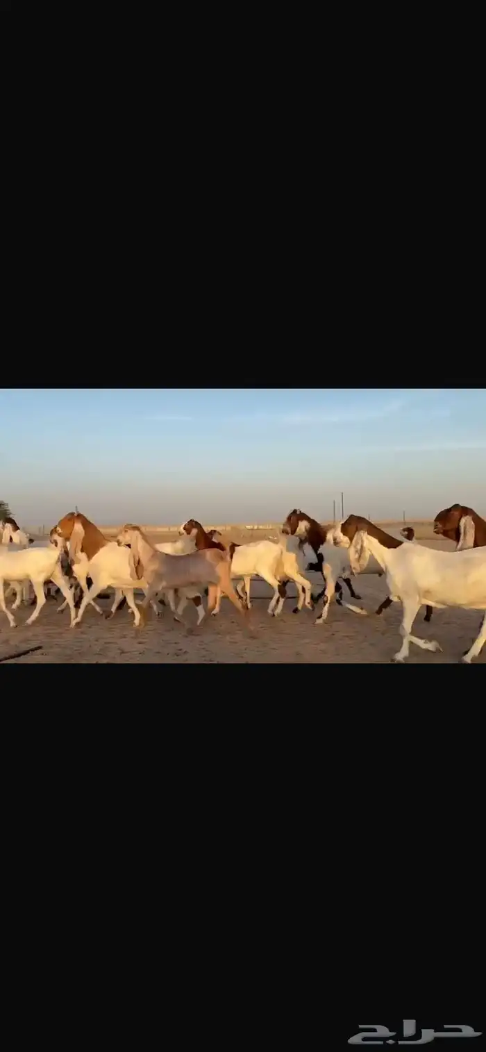 للبيع مشاريك فاخره خصم 16