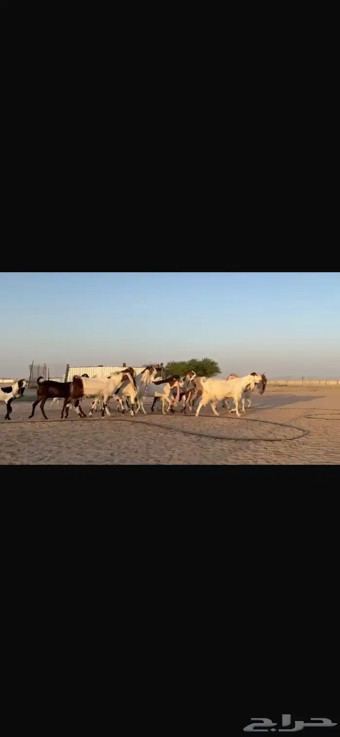 للبيع مشاريك فاخره خصم 3