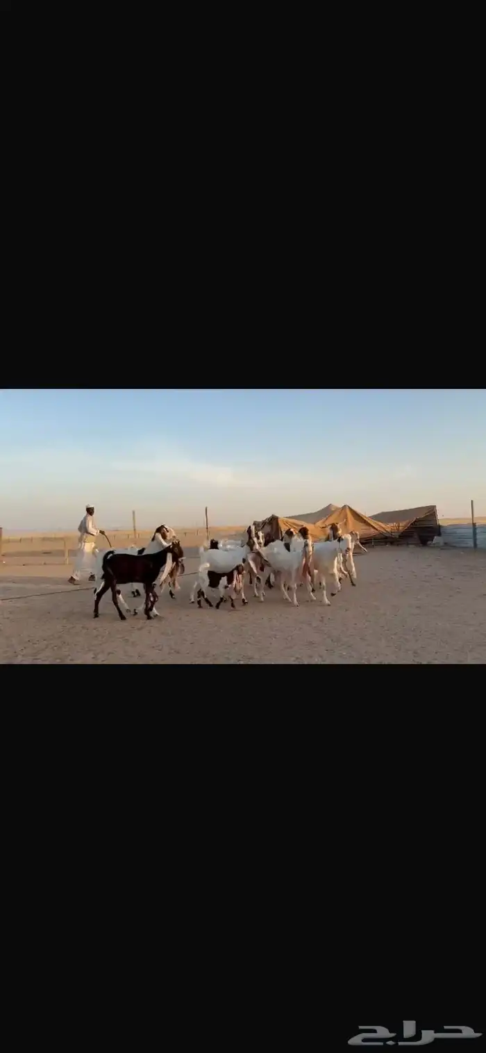 للبيع مشاريك فاخره خصم 13