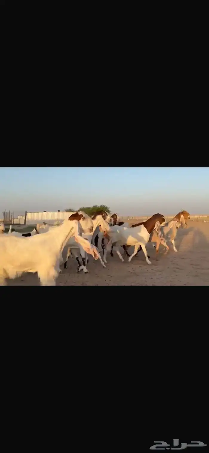 للبيع مشاريك فاخره خصم 18
