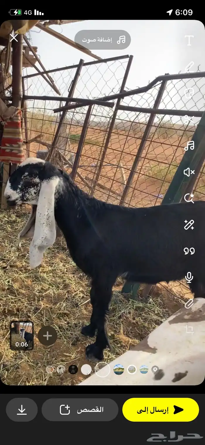 لاصحاب الصنف للبيع جفره فاخره 0