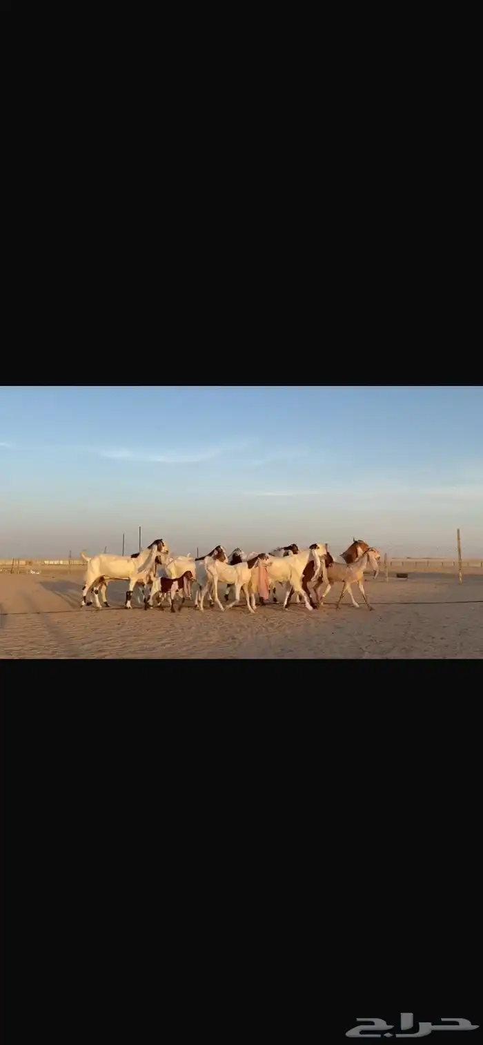 للبيع مشاريك فاخره خصم 10