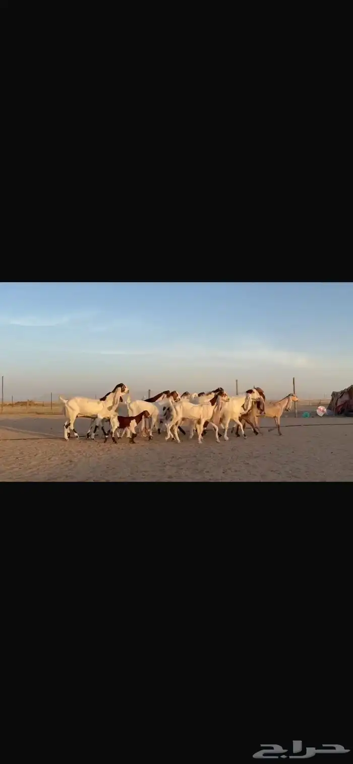 للبيع مشاريك فاخره خصم 12