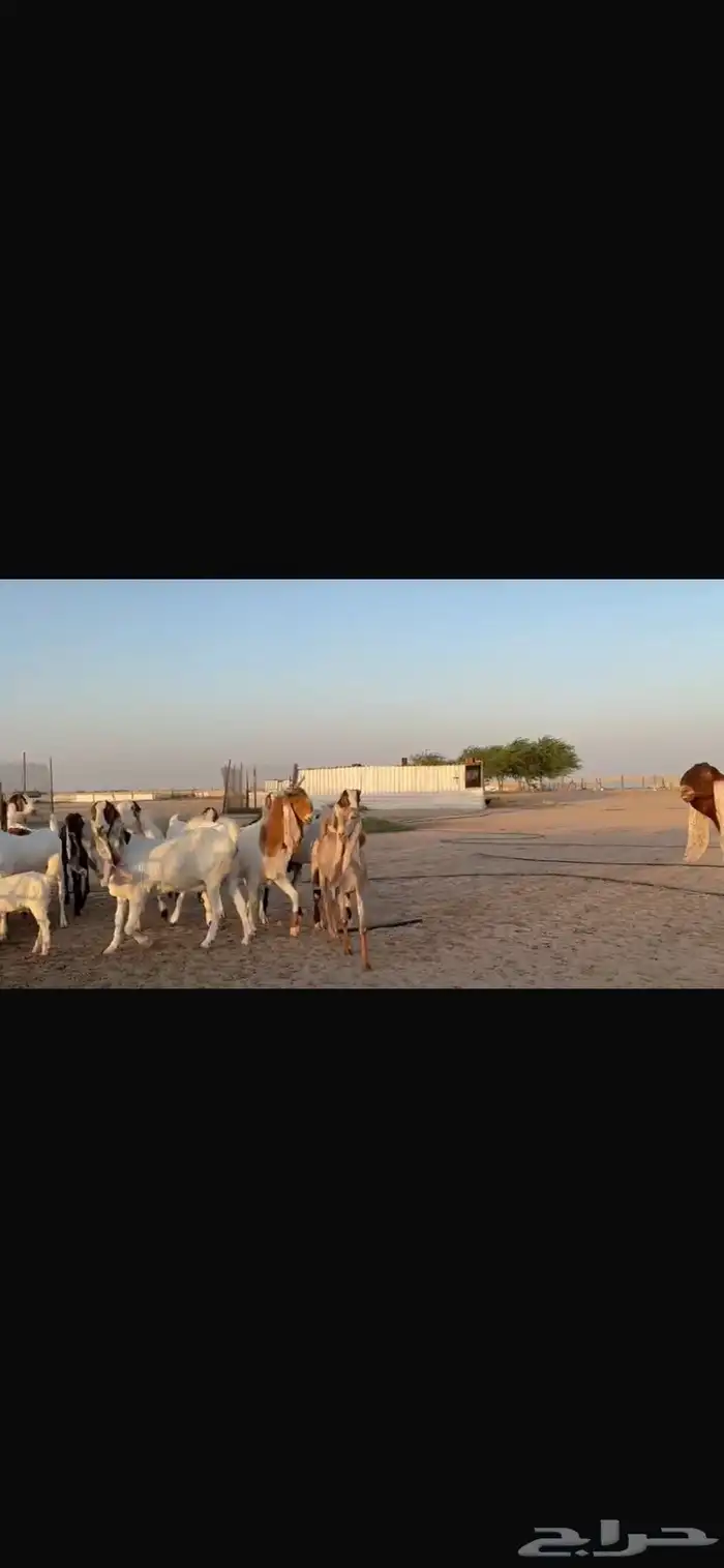 للبيع مشاريك فاخره خصم 24