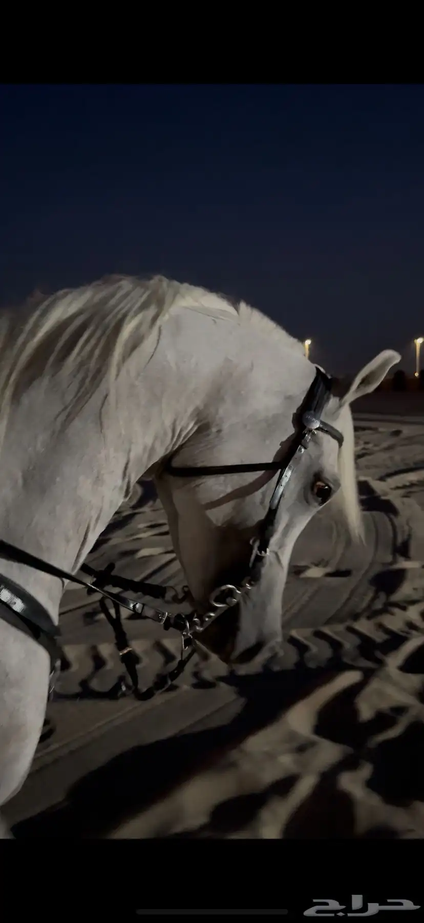 عسف خيل 1