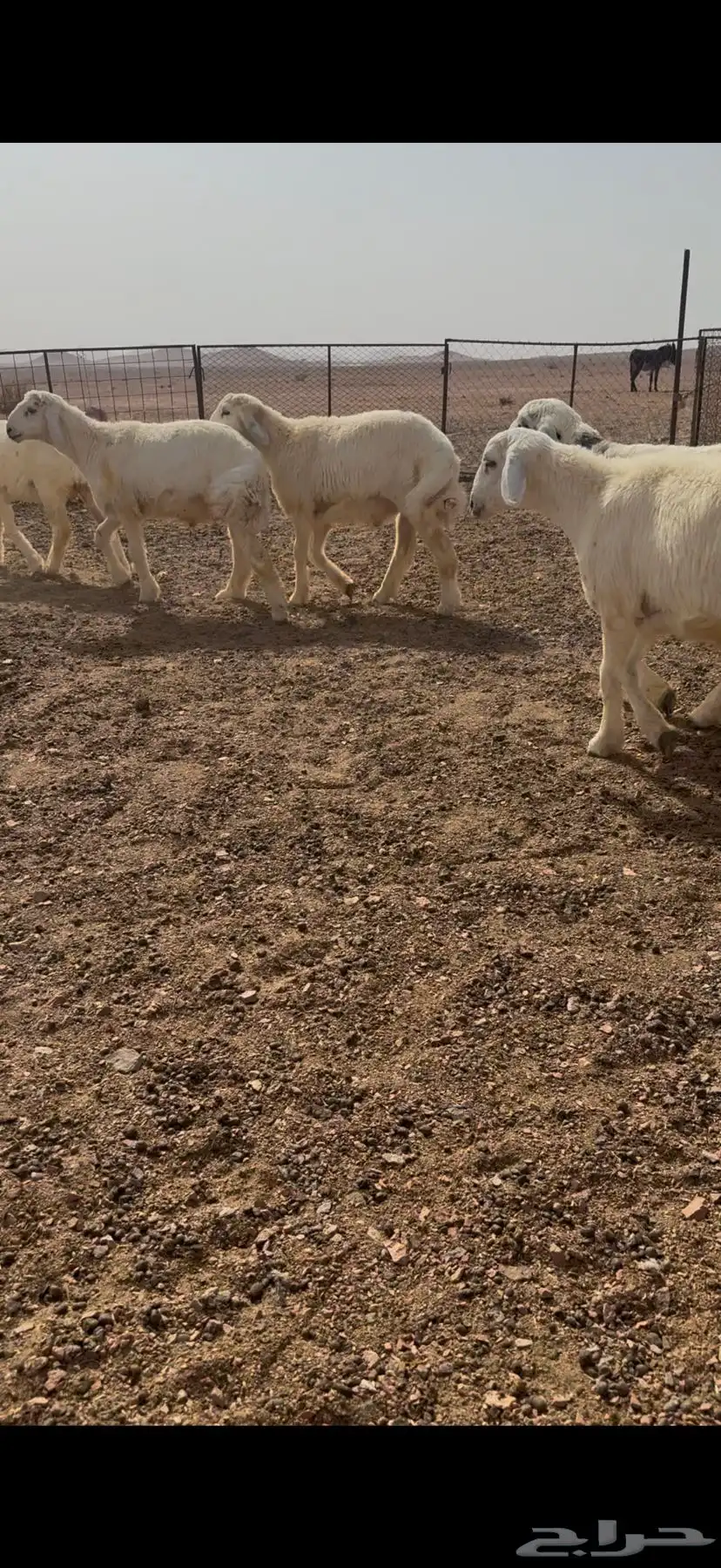 شرق الحليفه 10كيلو 2
