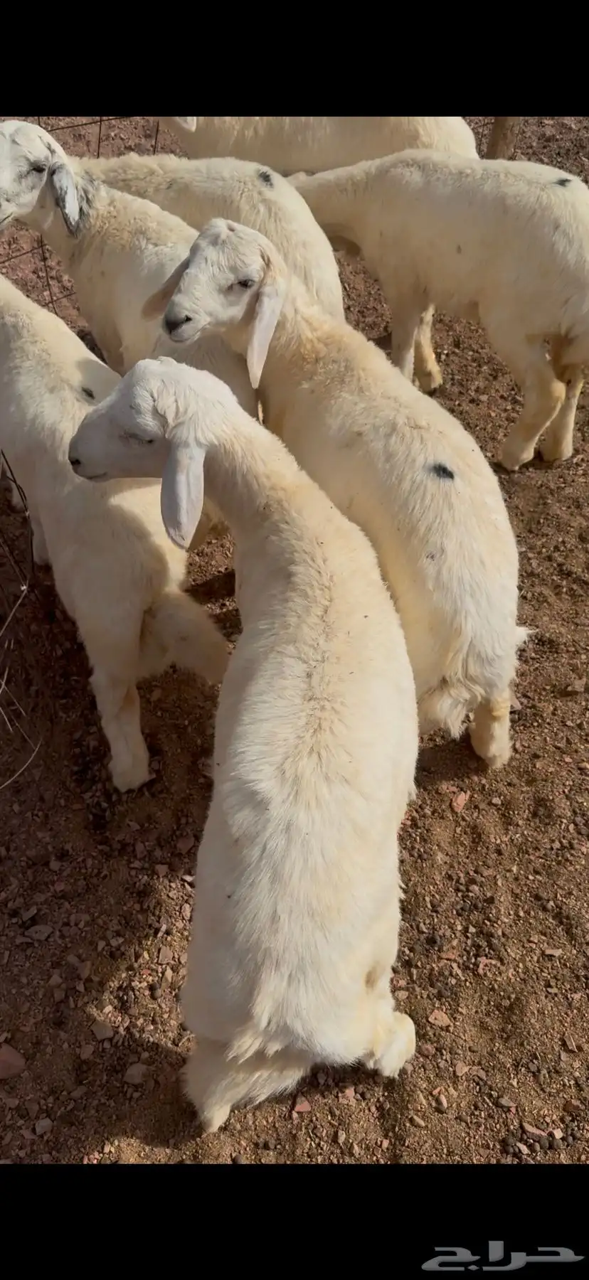 شرق الحليفه 10كيلو 1