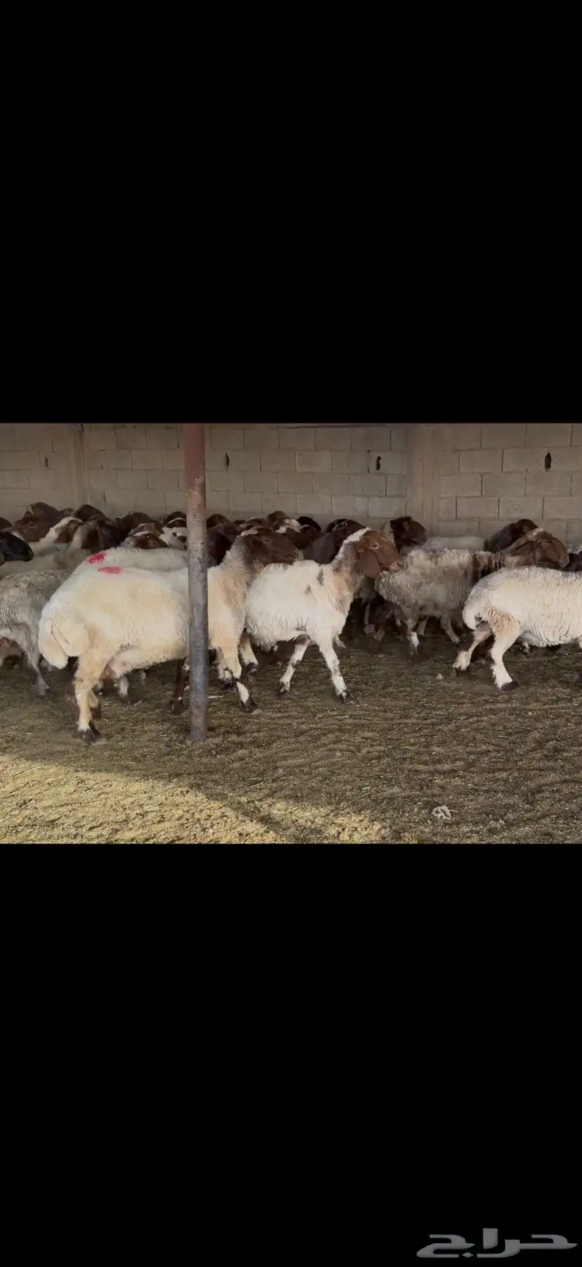 غنم نعيم دفيع 0