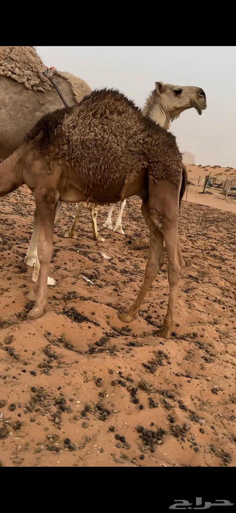 قعود لباني 2